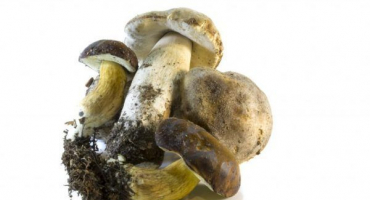 Charakteristika polského hřibu